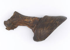 Horse's hoof, 1815 (c)