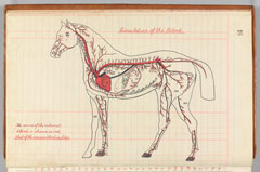 Veterinary notebook written by Shoeing Smith Wilfred Percy Saunders, 1911
