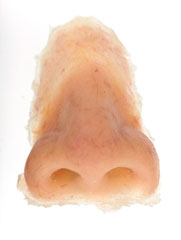 Prosthetic nose, 2013