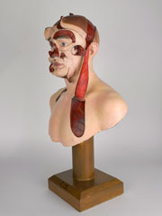 Facsimile of a wax teaching model made by Sergeant Thomas H Kelsey for the New Zealand Medical Corps facial and jaw injury unit, 1917 (c)