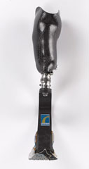 Below-knee running prosthetic leg for the right leg, with Ossur 'Flex-Run' running blade, 2015 (c)