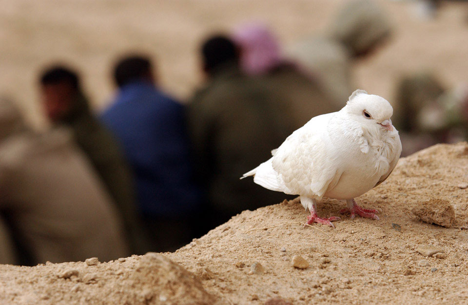 A dove rests on a bank above a group of Iraqi POW's, Iraq, March 2003