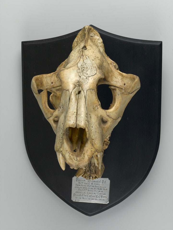 Skull of 'Plassey' the tiger, 1870 (c)