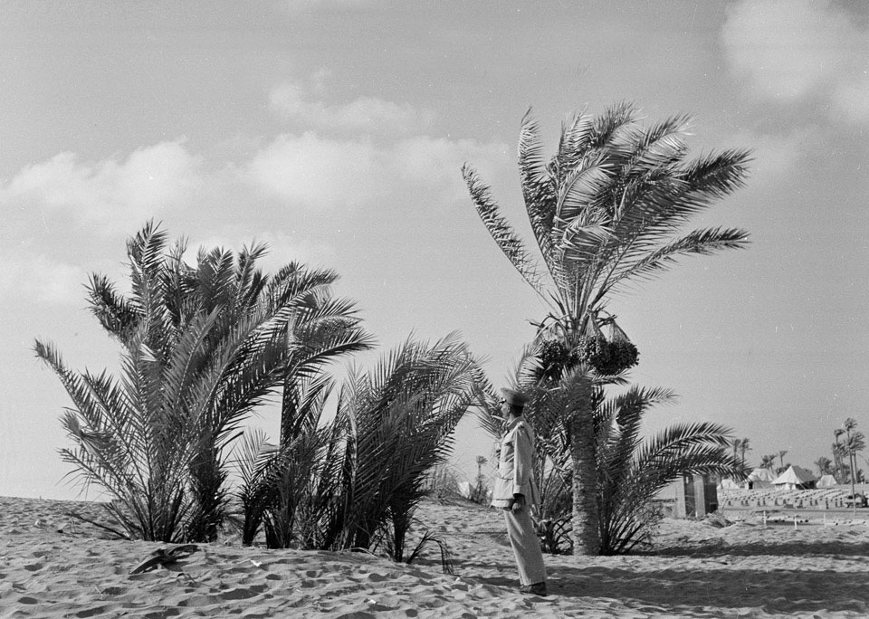 Date palm, Sidi Bishr Camp, Egypt, 1942 | Online Collection | National ...