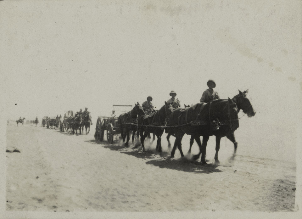 A line of horses pulling heavy transport across the desert in Palestine, October 1917