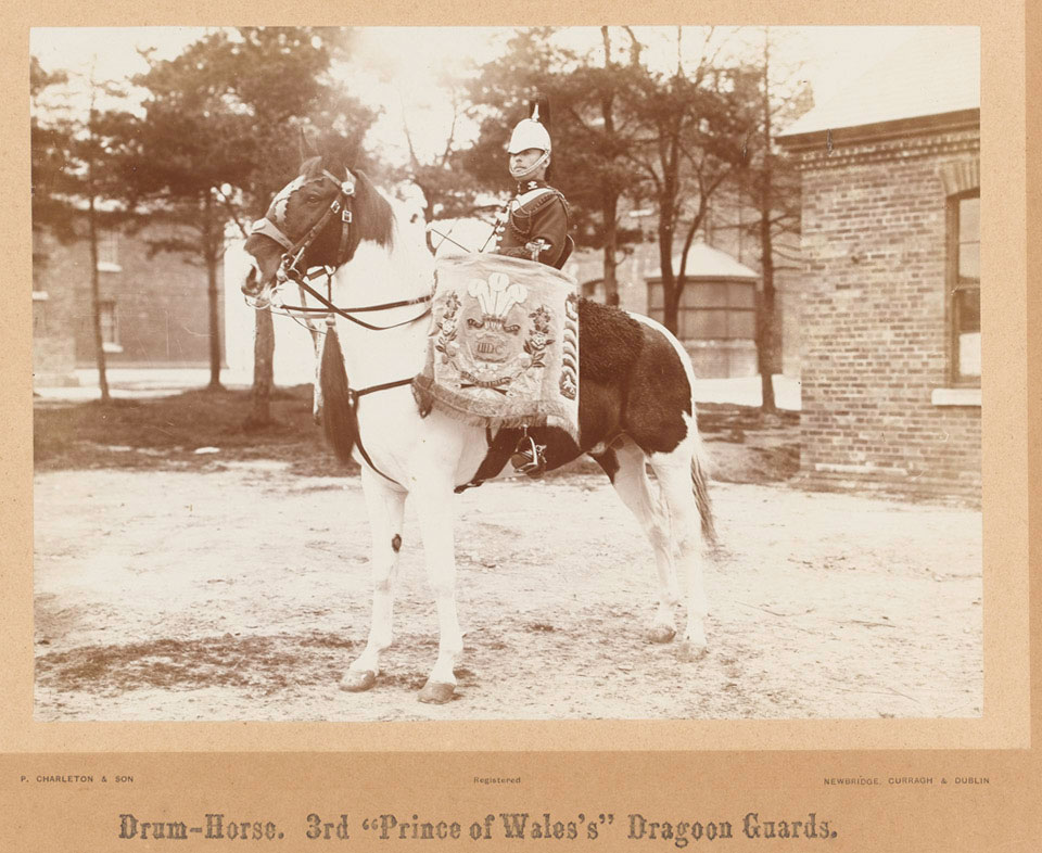 'Drum-horse, 3rd Prince of Wales's Dragoon Guards', 1895 (c)