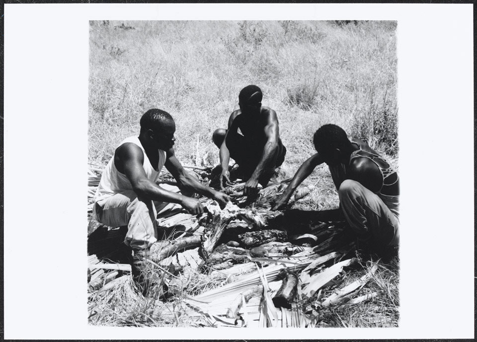 4th (Uganda) Battalion, King's African Rifles askaris cutting a Kongoni antelope into joints, 1956