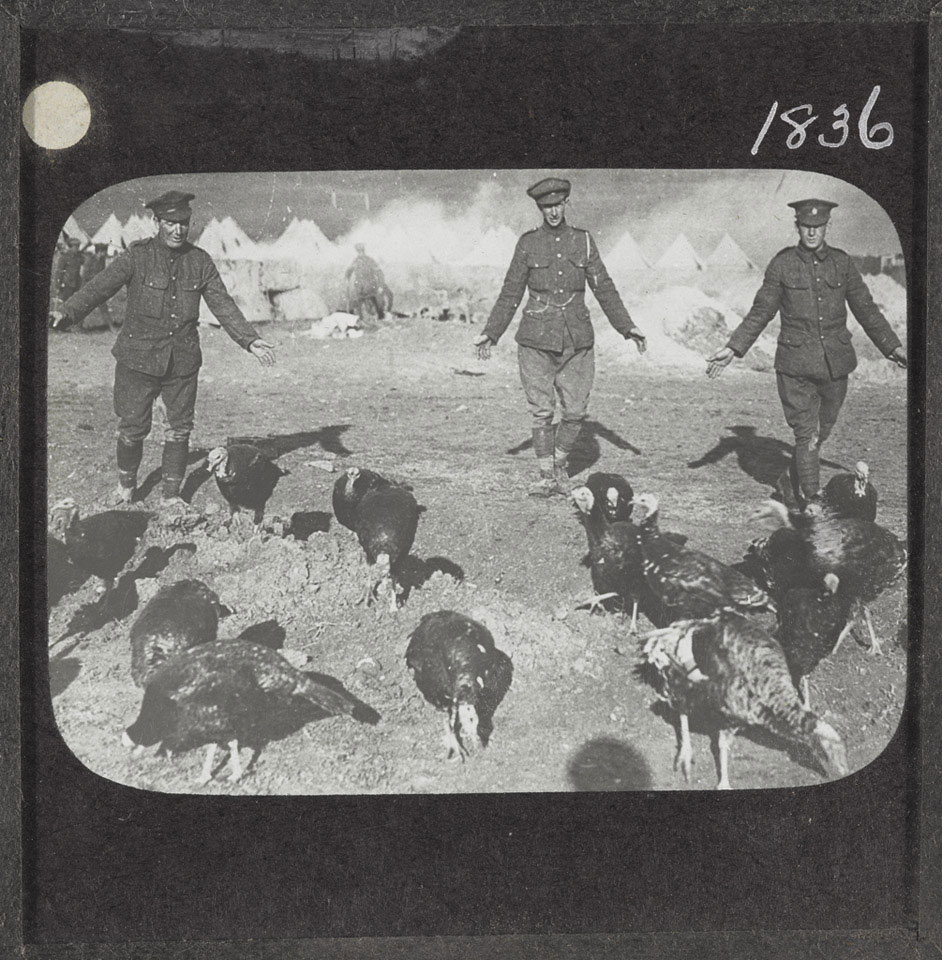 Turkeys reared for the mess, Salonika, December 1916