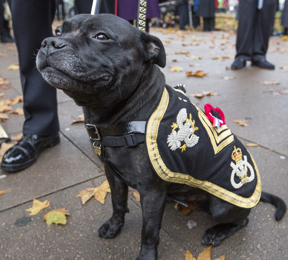 'Watchman', the mascot of the Staffordshire Regiment, Westminster Abbey, 2015