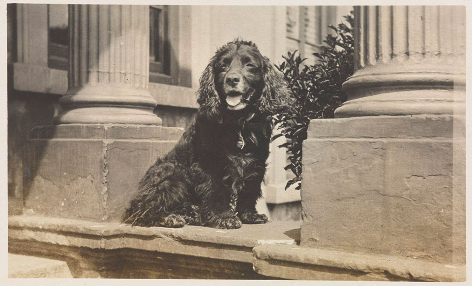 Pet dog at Pilton House, Barnstaple, Devon, 1918 Online Collection