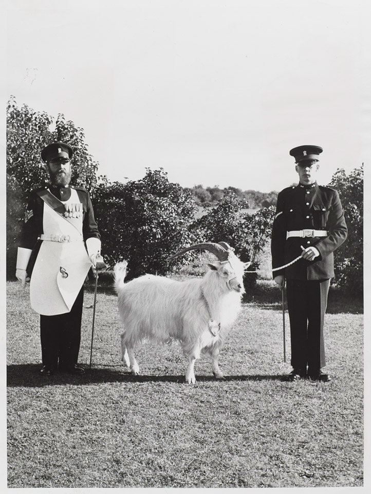 A regimental goat of the Royal Welch Fusiliers with his goat major and a farrier, 1950 (c)