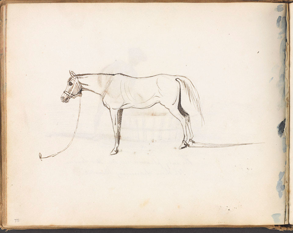 Sketch of horse, India, 1858 | Online Collection | National Army Museum ...