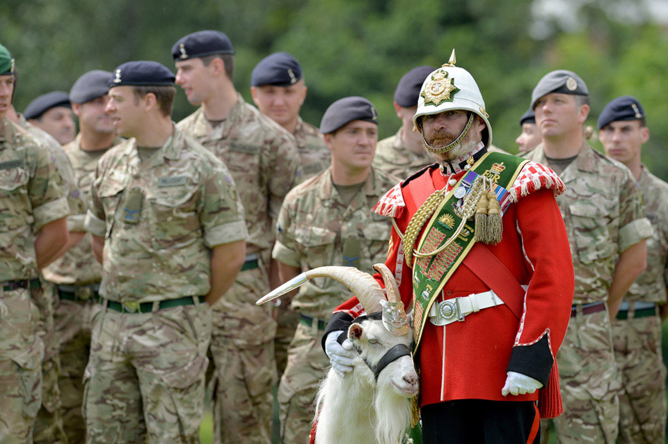 'Shenkin II', The Regimental Goat Of The 3rd Battalion The Royal Welsh ...