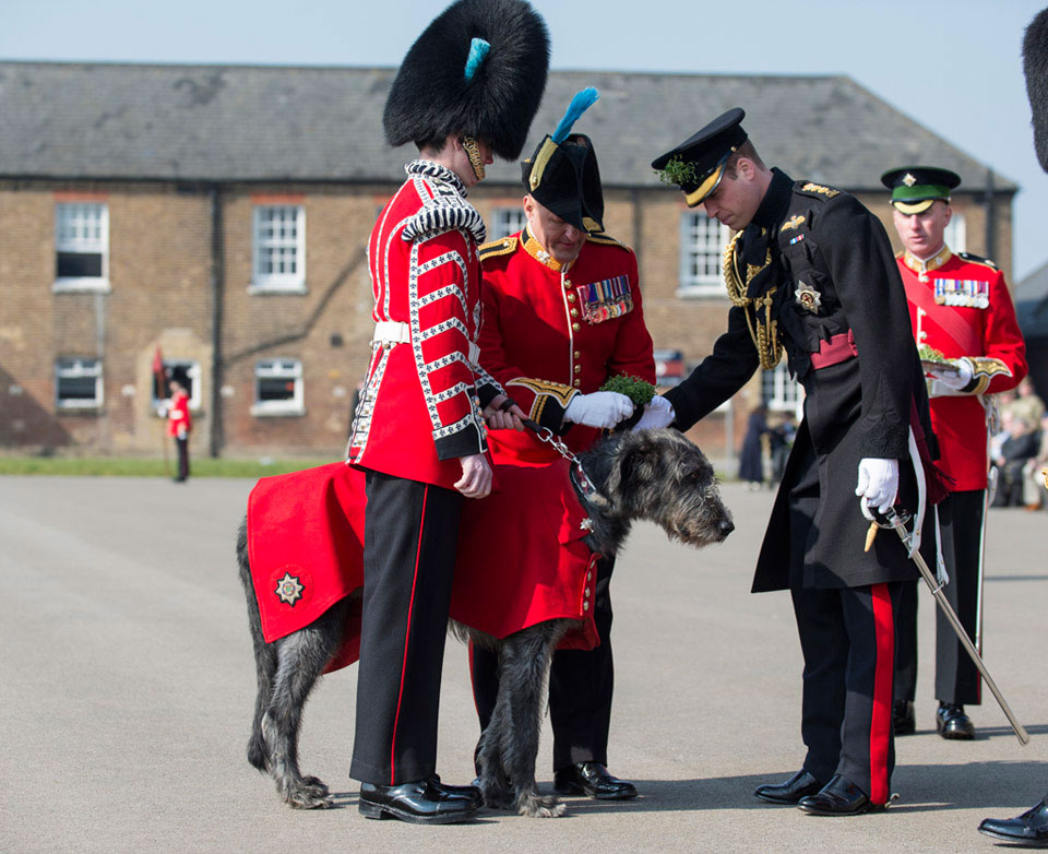 Prince William, Duke of Cambridge, with 'Domhnall' the Irish Wolfhound mascot of the Irish Guards, 2016
