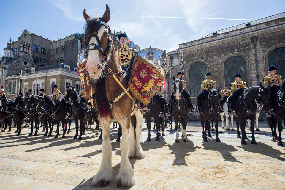 'Adamas', a drum horse of the Household Cavalry, 2016