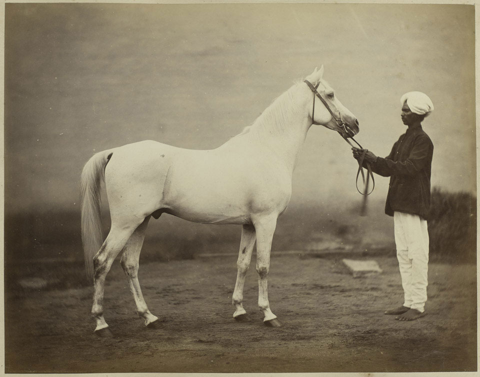 Lieutenant-General Sir Frederick Sleigh Roberts's horse, 'Vonolel', 1885 (c)