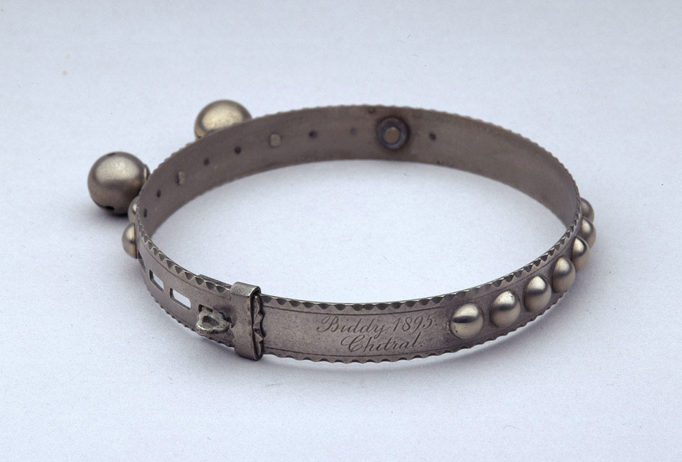 Biddy's dog collar, 1895 (c)